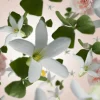 Maison Berger Navulling - voor geurbrander - Precious Jasmine - 500 ml